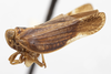 Habitus, lateral view: (Observation).