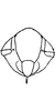 Head on Diplocolenus (Verdanus) Oman, 1949: Face. (Observation).