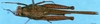 CollectionObject 1505188; 255eb23c-7f84-451a-8433-16b5e698dd79, DORSA D061XF03: female, dorsal view (syntype). (CollectionObject).
