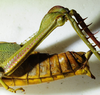 CollectionObject 1498683; 828f73c6-4025-48ef-a3bd-1a77779d5fac: female abdomen, lateral view. (CollectionObject).