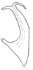 Aedeagus, lateral view on Paralimnus (Paragygrus) orientalis (Lindberg, 1929) now Paralimnus (Paragygrus) japonicus (Matsumura, 1914): (Observation).