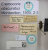 CollectionObject 1596187; c6314440-0098-4d09-a94b-2895fcc7542e: Eremocoris obscuratus. Syntype. (BMNH) - (CC BY-NC 4.0) Photo by Stuart Cole, reproduced with permission from the Natural History Museum, London, UK. (CollectionObject).