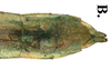 CollectionObject 1582864; Depo SF.DepoID 3769, Coll. RC 16-097, d9770bd5-4053-44ca-af11-2d66158cdee0: copyright Royce Cumming. male: end of abdomen, ventral view (paratype). (CollectionObject).