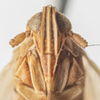 Head: !! display not done !! on Stenocranus (Codex) dorsalis (Fitch, 1851): (Observation).