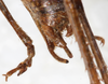 CollectionObject 1531905; e22effd1-71b1-4887-989a-ca6bff1a9fb9: male abdomen tip, dorsal view (holotype). (CollectionObject).
