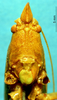 CollectionObject 1520499; 7fabcef1-f32e-4b15-97ea-839dc9aa7df7: male frons (holotype of Conocephalus dorsalis). (CollectionObject).