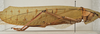 CollectionObject 1534737; 8fbba751-1bf9-4070-826f-8041bb01864b: female, lateral view (syntype). (CollectionObject).