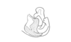 Pareucephalacris uniformis Descamps, 1976: Fig. 26. Aedeagus (lateral view). (Otu).
