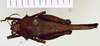 CollectionObject 1523093; 91b6c11a-ed19-404d-a43a-e9eedd9379af, ANSPType No. 5476: (CollectionObject).