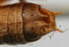 CollectionObject 1517139; 71177708-2973-4c8f-a4cf-9d6b023f8992: male cerci (holotype). (CollectionObject).