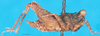 CollectionObject 1500829; 2cf000f7-7819-4d79-b928-896a82f3f2b2: female, lateral view (holotype). (CollectionObject).