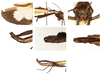 CollectionObject 1599762; MNCR 3,783,384, 1c18b6d4-0e60-42c4-b807-005c8518d04f: copyright MNCR. female (holotype). (CollectionObject).