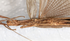 CollectionObject 1559830; NMW 233, 55a72bb1-ca7b-4d5d-a980-465311a8a6ab: copyright, NMW Vienna. female: head & thorax, ventral view (lectotype). (CollectionObject).