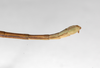 CollectionObject 1558005; d1d7653b-3d21-4c80-beb5-6a815a5512a5: copyright ZMHB, Berlin. male: end of abdomen, dorsal view (holotype). (CollectionObject).