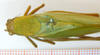 CollectionObject 1532451; d2524127-f9b6-4a2d-97f2-da0caef5e0f6: female, dorsal view (holotype). (CollectionObject).