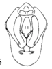 Pygofer, ventral view: (Observation).
