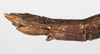 CollectionObject 1557026; bc4addf0-5bf2-4933-8b14-53221f2655d8: copyright MHNG Geneva. female: end of abdomen, lateral view (lectotype). (CollectionObject).