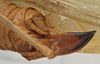 CollectionObject 1571373; MZPW 2338, 205871ba-291a-486b-ba4c-fe4d88c93f56: female ovipositor (syntype). (CollectionObject).