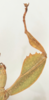 CollectionObject 2320826; 422fc3b5-433e-444f-8db9-2e6f7f526f47: copyright IMQC, photo by René Limoges. female, foreleg (holotype). (CollectionObject).