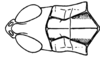 Scyllinula humilis (Blanchard, 1851): Fig. 38A. male head and pronotum, dorsal view. (Otu).