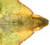 CollectionObject 1582828; Depo SF.DepoID 3768, Coll. RC 16-258, ce8f56f7-172e-4783-b561-e13e2cd1c18e: copyright Montreal Insectarium. male: end of abdomen, ventral view (holotype). (CollectionObject).