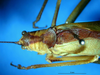 CollectionObject 1500689; ab2fda56-fd93-4185-bee0-83f180ee7022, DORSA BTducceyHTM: male head and pronotum, dorsal view (holotype). (CollectionObject).