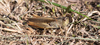 CollectionObject 1593889; 77ce283a-66b1-432c-8fca-b82ebb382538: female (SRB, Stara planina, 11.07.2021). (CollectionObject).