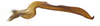 Stylus on Polana (Culumana) torqua (DeLong & Freytag, 1972): Male specimen [DZRJ]: style, dorsal view. (Observation).