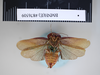 Perisphaerus aeneus (Brunner von Wattenwyl, 1865): Copyright NHM, London. Holotype male of synonym Zetobora fornicata, ventral view. (Otu).