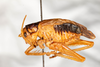 CollectionObject 1585447; 900dfe2b-4398-4e35-9616-7b9b0eb0b9b0: male, lateral view (syntype). (CollectionObject).