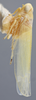 Habitus, lateral view on Edwardsiana lethierryi (Edwards, 1881): Lateral. (Observation).