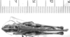 CollectionObject 1524993; 9be00f57-8cb1-45ff-b54d-4bba67383340: male, dorsal view (lectotype of Plectrotettix calidus). (CollectionObject).