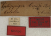 CollectionObject 1535002; 4f1919c6-c607-4149-bb25-99802ff6f65e: labels (syntype). (CollectionObject).
