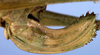 CollectionObject 1595982; ba523f8d-c278-449b-9681-43f36c6c39ff: female ovipositor (paratype). (CollectionObject).