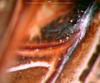 CollectionObject 1500251; d0cceb85-0478-496c-adf5-f295de71aa97: male stridulatory file (syntype). (CollectionObject).