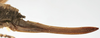 CollectionObject 1589669; b86cc67c-6595-4c42-8d0b-1ecdc7fa848b: female ovipositor. (CollectionObject).