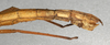 CollectionObject 1557757; 11cbf237-f501-426b-980f-93ea558d0337: copyright NMW, Vienna. female: end of abdomen, lateral view (syntype). (CollectionObject).;CollectionObject 1557758; 76fe8e28-38d1-40c9-893d-8c7395fa3858: copyright NMW, Vienna. female: end of abdomen, lateral view (syntype). (CollectionObject).;CollectionObject 1557759; ab2c6d27-eee0-44a7-a9ca-ff9d248f36e1: copyright NMW, Vienna. female: end of abdomen, lateral view (syntype). (CollectionObject).