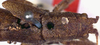 CollectionObject 1531977; 9198c7e2-ad6a-4d15-aee0-df330532c3b6: female head and pronotum, dorsal view (holotype). (CollectionObject).
