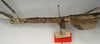 CollectionObject 1558189; NMW 867''', 644c5f5a-a200-498b-95ff-4332e4610b01: copyright NMW, Vienna. female: head and thorax, lateral view of synonym Acrophylla oxyacantha (paralectotype). (CollectionObject).