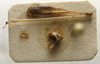 CollectionObject 1535065; 8f588282-f026-4610-acad-e2b77ced5f52: male hind leg (holotype). (CollectionObject).