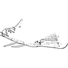 Pygofer, lateral view on Farynala novica Dworakowska, 1970: Pygofer, lateral view. (Observation).