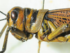 CollectionObject 1498685; 0287831c-a28a-4741-8751-06f8b10e37e2: male head and pronotum, lateral view. (CollectionObject).