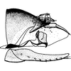 Pygofer, lateral view: !! display not done !! on Paraphlepsius (Gamarex) fuscipennis fuscipennis (Van Duzee, 1892): Pygofer, lateral view. (Observation).