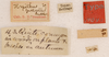 CollectionObject 1585708; 650e0a5c-cfb3-4512-9b6b-174905273d0a: labels (syntype of Hapithus quadratus). (CollectionObject).