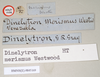 CollectionObject 1560887; NHMUK(SF IMPORT DUPLICATE) 845169, 41802941-4b62-4127-8252-8f41092590da: copyright Natural History Museum, London. male, data labels [round label reversed] (holotype). (CollectionObject).