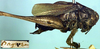 CollectionObject 1517156; 9b3ff6ea-0d34-49bd-8ac5-ea160238c945: male, lateral view (holotype). (CollectionObject).