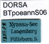 CollectionObject 1501739; DORSA BTpoeannS06, bc6375f2-96fe-4113-9970-d9c26ce41e45: labels. (CollectionObject).