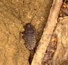 Stictolampra lurida (Burmeister, 1838): Copyright Phil Bragg. Stictolampra lurida nymph. Bau, Sarawak, Malaysia. (Otu).