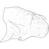 Pygofer, lateral view on Arboridia (Arboridia) anteoculara Song & Li, 2013: (Observation).