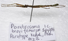 Parabrosoma brevifemurum Seow-Choen, 2018: (Otu).